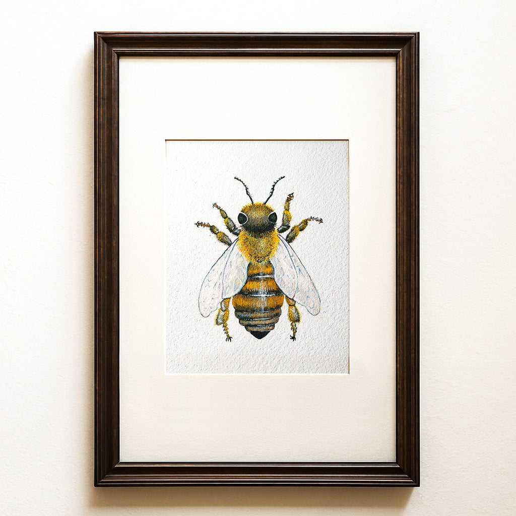 Hyperrealistic watercolour of a male Buckfast honeybee drone on a white ground, contemporary bee wall art, Apis fratris fine art print.