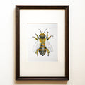 Hyperrealistic watercolour of a male Buckfast honeybee drone on a white ground, contemporary bee wall art, Apis fratris fine art print.