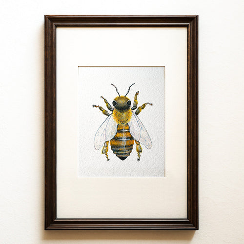 Hyperrealistic watercolour of a male Buckfast honeybee drone on a white ground, contemporary bee wall art, Apis fratris fine art print.