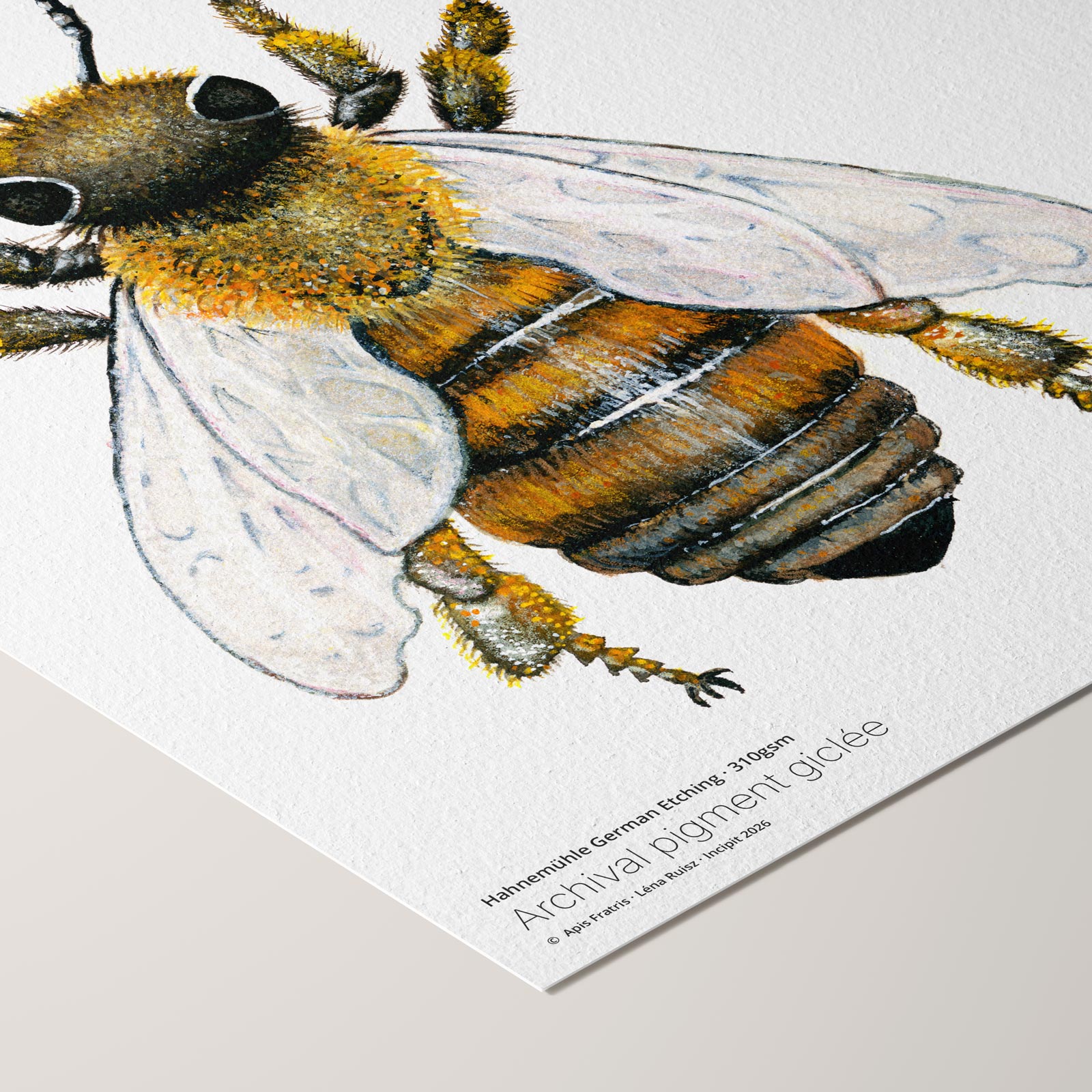Angled corner of the Apis fratris fine art print on Hahnemühle German Etching paper, a naturalistic watercolour study of a male honeybee with pollen-dusted legs, beside printed paper credentials.