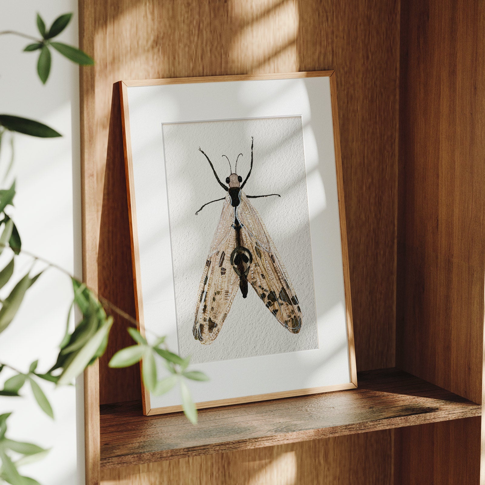 Framed Neuroptera spectralis fine art print on a wooden shelf in dappled daylight, a watercolour study of a long-legged lacewing with patterned veined wings spread wide, by Léna Ruisz.