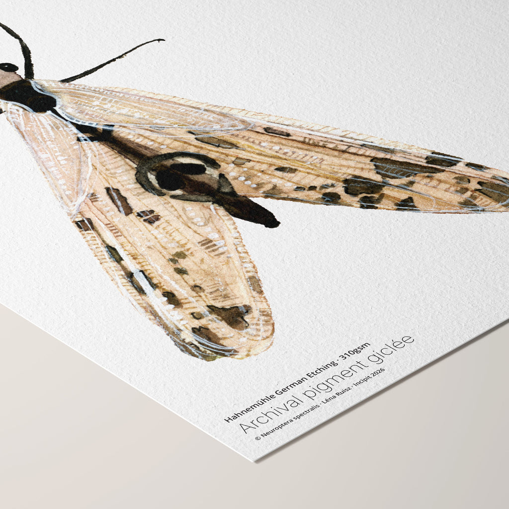 Corner of the Neuroptera spectralis fine art print on Hahnemühle German Etching paper, a watercolour study of a long-legged lacewing with patterned veined wings, angled to show printed paper credentials.
