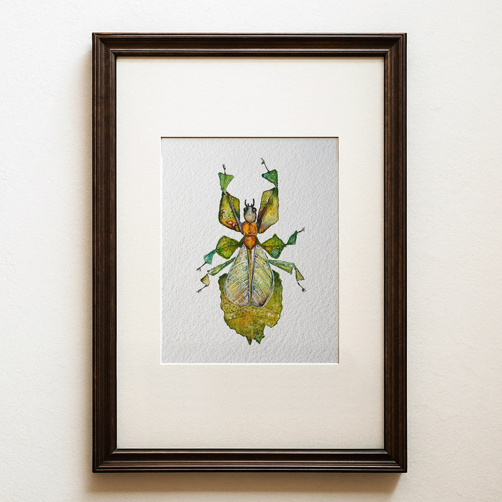 Watercolour painting of a winged green leaf insect on a white ground, contemporary entomology wall art, Phyllium imaginarium fine art print.
